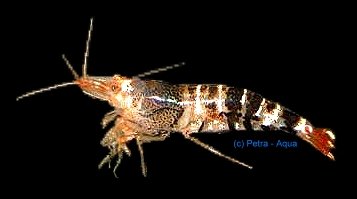 cantonensis/serrata (2 - 2,5 cm)