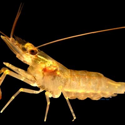 glass shrimp (2 cm)