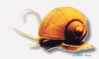 Pomacea red snail sp. 2 cm