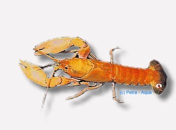 red lobster (10 cm)