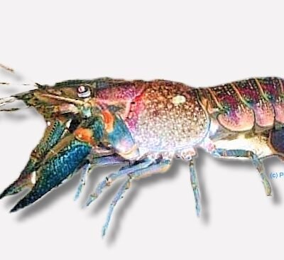 quadricarinatus blue (4 - 5 cm)