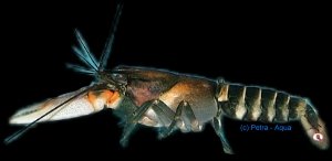 pap. zebra lobster (4 - 5 cm)