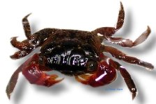 sp. vietnam crab red (4 cm)