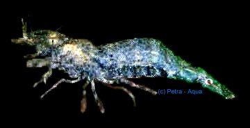 Macrobranchium banjarae 3 cm