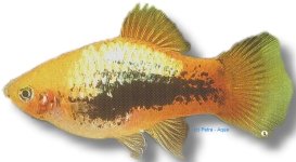 yellow tuxedo (3 cm)