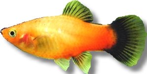 Platy apple tricolour (Xiphophorus maculatus apple tricolour) XL