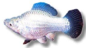 Poecilia latipinna ballon molly silver 2,5–3 cm