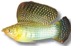 green (6 - 7 cm)
