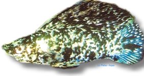 calico (6 - 7 cm)