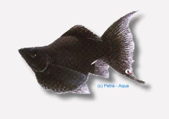 Guppy ballon molly black lyra (Poecilia latipinna ballon molly red) 2,5 cm