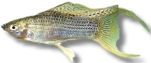 silver molly (3 cm)