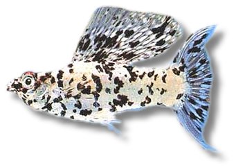 silver marble (3 - 4 cm)
