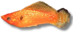 red gold (6 - 7 cm)