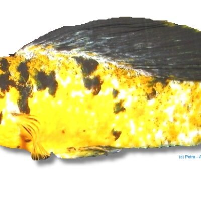 gold leopard (6 - 7 cm)