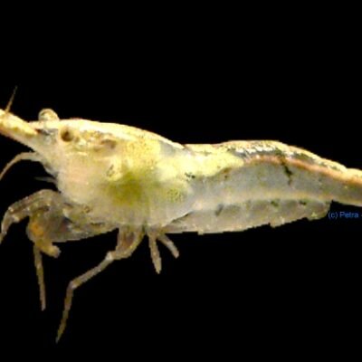 Neocaridina denticulata 1–1,5 cm