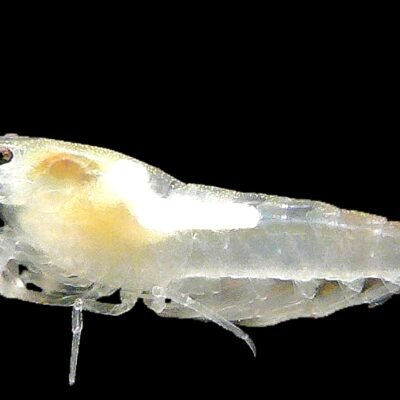 zhangjiajiensis white (1 - 1,5 cm)