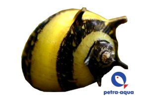 thorn zebra (0,5 - 1 cm)