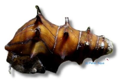 pagodula (3 - 4 cm)