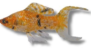 Sail-Fin Molly assorted - pairs (Poecilia velifera assorted) 7–9 cm
