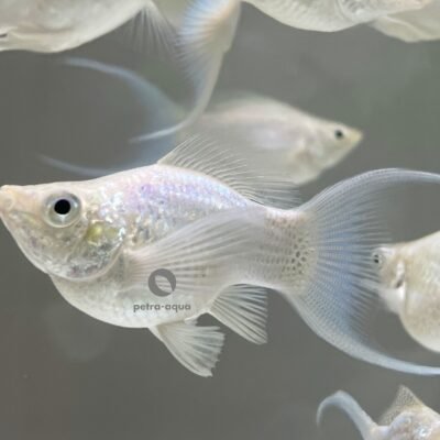 Poecilia latipinna ballon molly lyra silver 2,5 cm