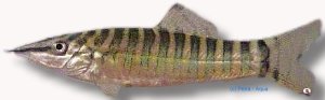 helodes (5 cm)