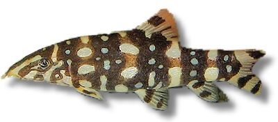 kubotai (4 - 5 cm)