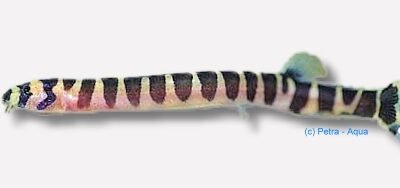 notopterus (12 - 15 cm)