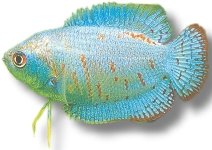 Cobalt Dwarf Gourami (Colisa lalia cobalt dwarf) 4–5,5 cm