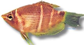 osphromenoides (3 - 4 cm)