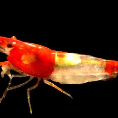 rilli shrimp (1 - 1,5 cm)