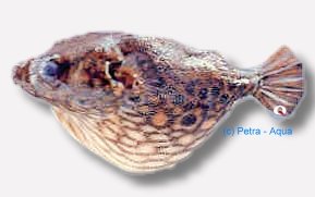 palembangensis (3 cm)