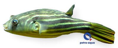 lineatus fahaka (2 - 2,5 cm)