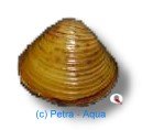 javanicus (1 - 2 cm)