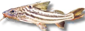 Pimelodus albofasciatus 10–12 cm