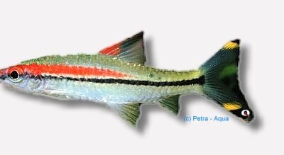 Puntius denisoni wildcatch 4–5 cm