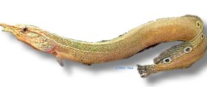 siamensis (10 - 12 cm)