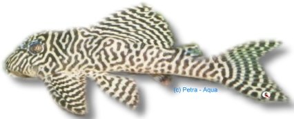 petra-K672 petra-K672