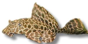plecostomus (15 cm)