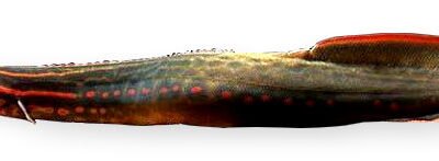 Spotted Fire Eel (Mastacembelus erythrotaenia) 7–10 cm