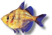 ranga (3 cm)