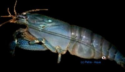 Atyopsis gaboensis 5–7 cm