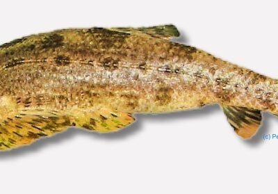 spec. (4 -5 cm)