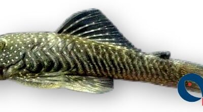 paersi (4 - 6 cm)