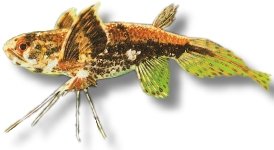 buchholzi (5 cm)