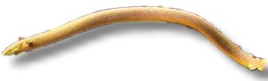 calabaricus (20 - 30 cm)