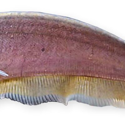 nigri (10 cm)