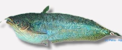 Butter catfish (Ompok bimaculatus) XL