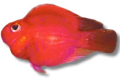 Parrot (3 - 4 cm)