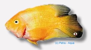 orange parrot (6 - 7 cm)