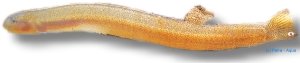 kuhlii anguillaris (6 - 7 cm)